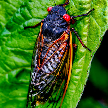 Protecting Your Garden: A Guide to Managing the 2024 Midwest Cicada Emergence