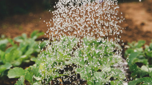 EFFECTIVE WATERING TECHNIQUES FOR THE MIDWEST'S DROUGHT
