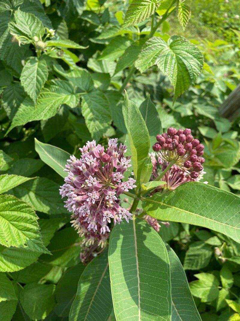 Milkweed, Common (Asclepias)