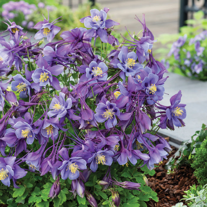 Columbine, Hybrid 'Earlybird Purple Blue' (Aquilegia)