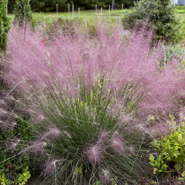 Grass, Seep Muhly (Muhlenbergia)