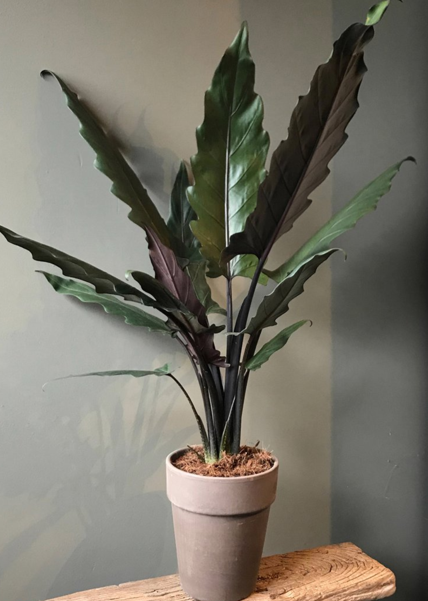 Elephant Ears / African Mask, 'Purple Sword' (Alocasia)