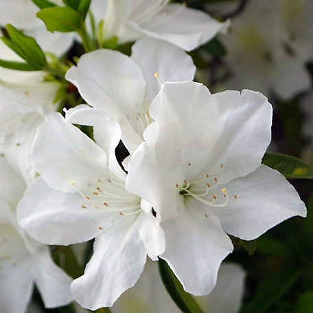 Azalea, Evergreen 'Delaware Valley White' (Rhododendron)
