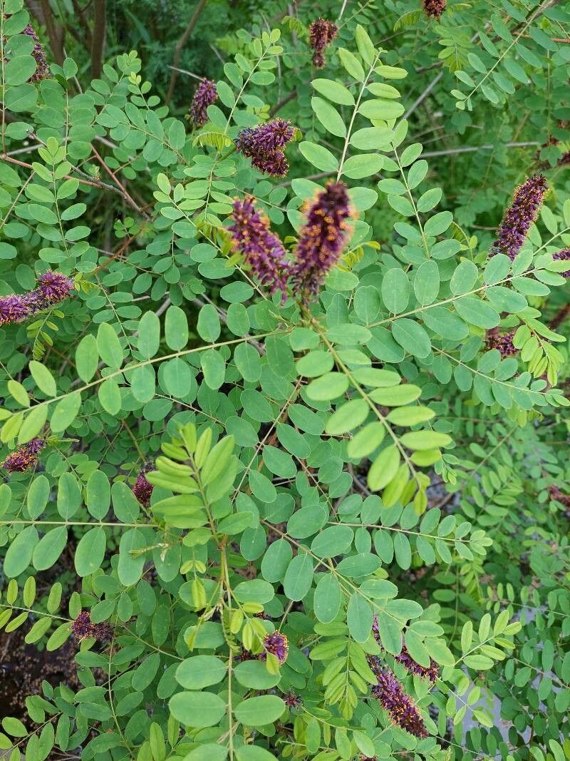 Indigo-bush, False (Amorpha)