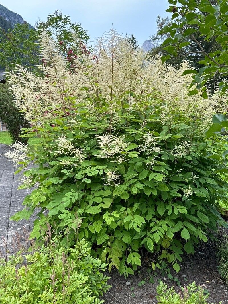 Goat's Beard (Aruncus)