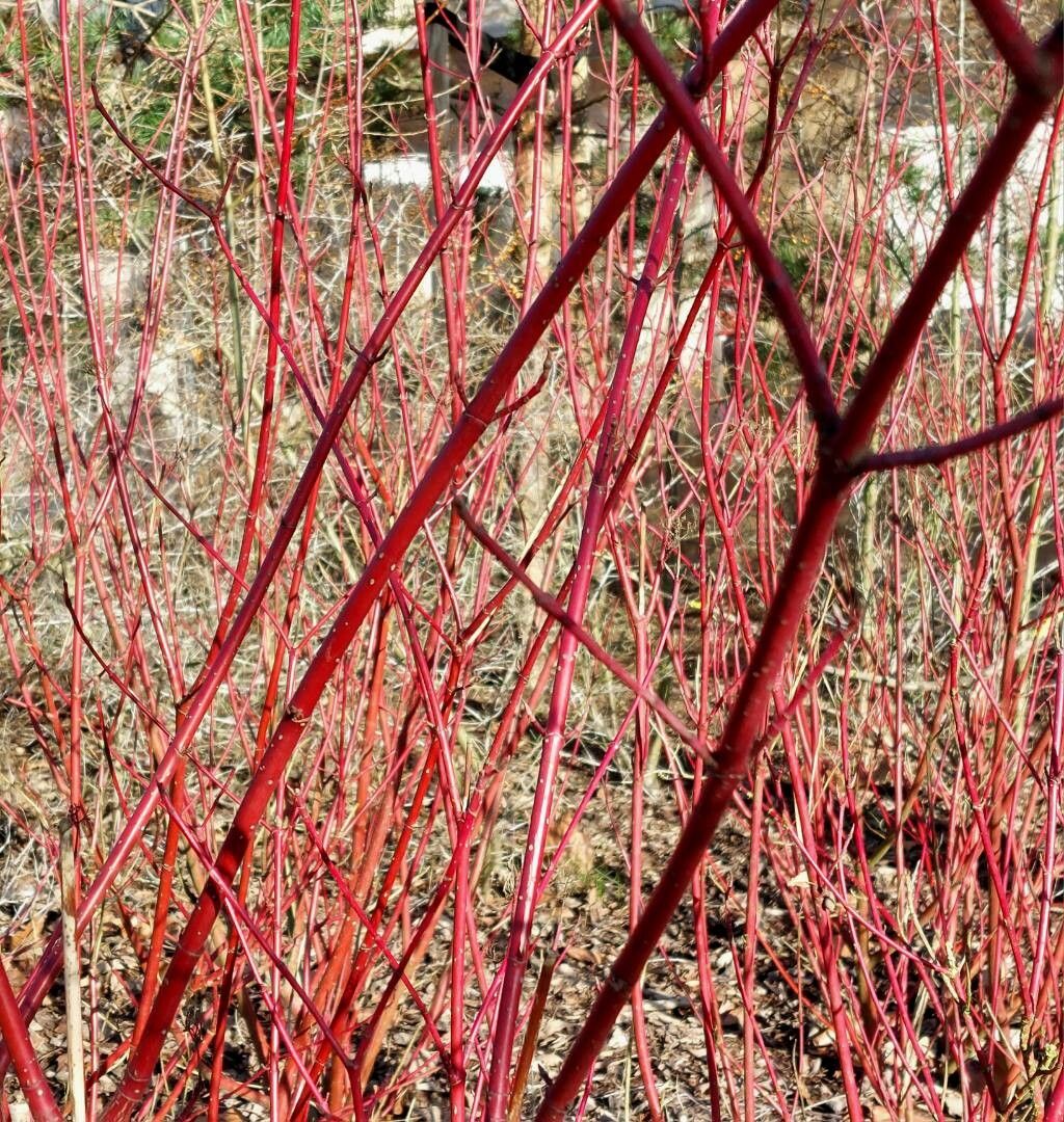 Dogwood, Mottled/ Yellow Twig 'Creme de Mint' (Cornus)
