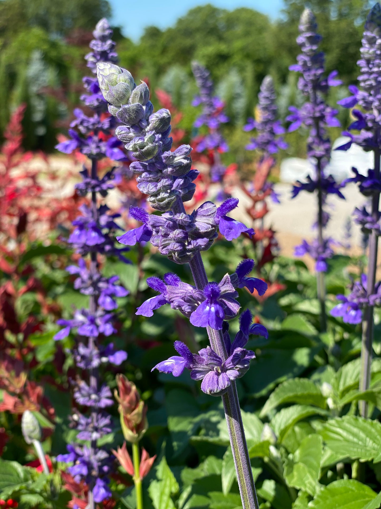 Sage, Flowering 'Mystic Spires' (Salvia)