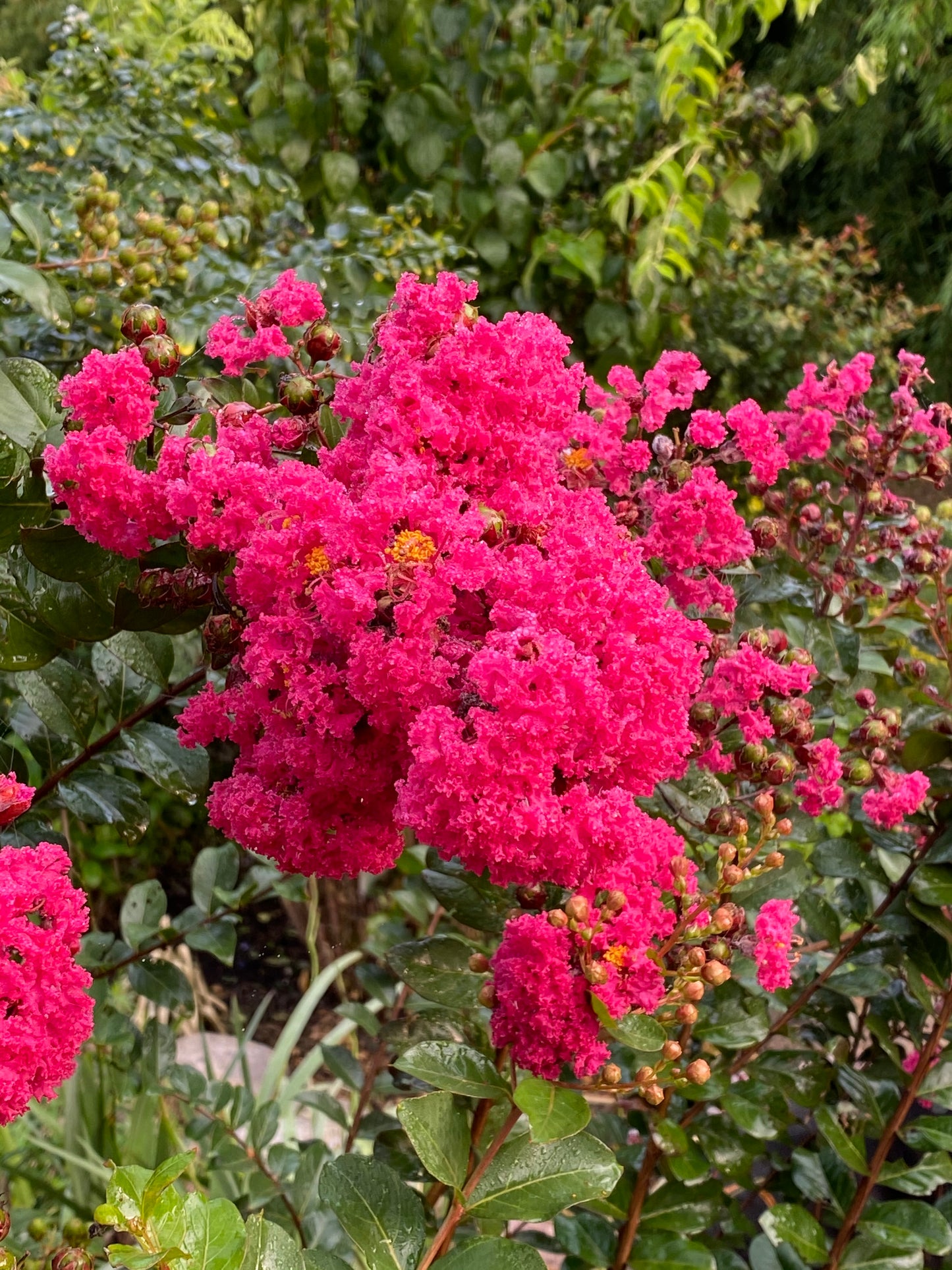 Crape Myrtle 'Raspberry Sundae' (Lagerstroemia)