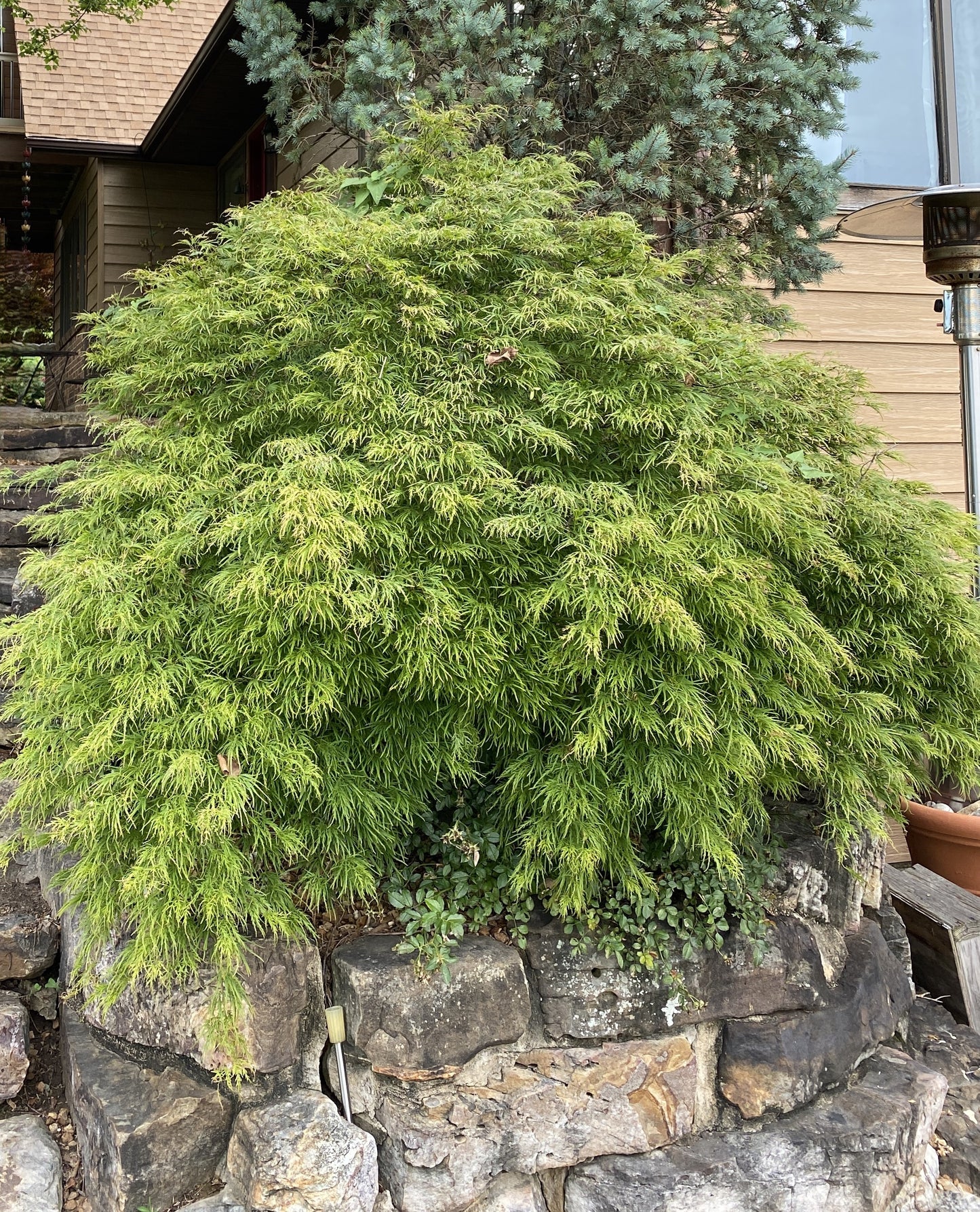 Maple, Japanese Laceleaf Weeping Dwarf 'Waterfall' (Acer)
