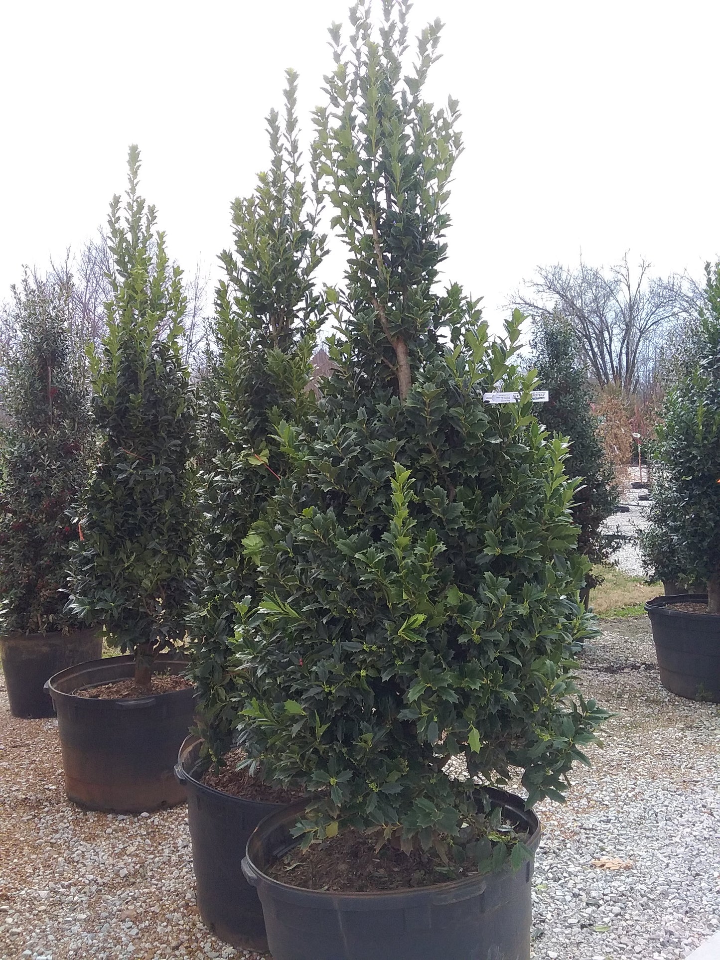 Holly, Hybrid Female 'Oakland' (Ilex)