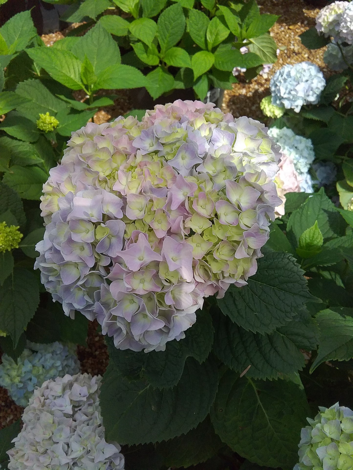 Hydrangea, Big-leaf Mophead 'Nikko Blue' (Hydrangea)