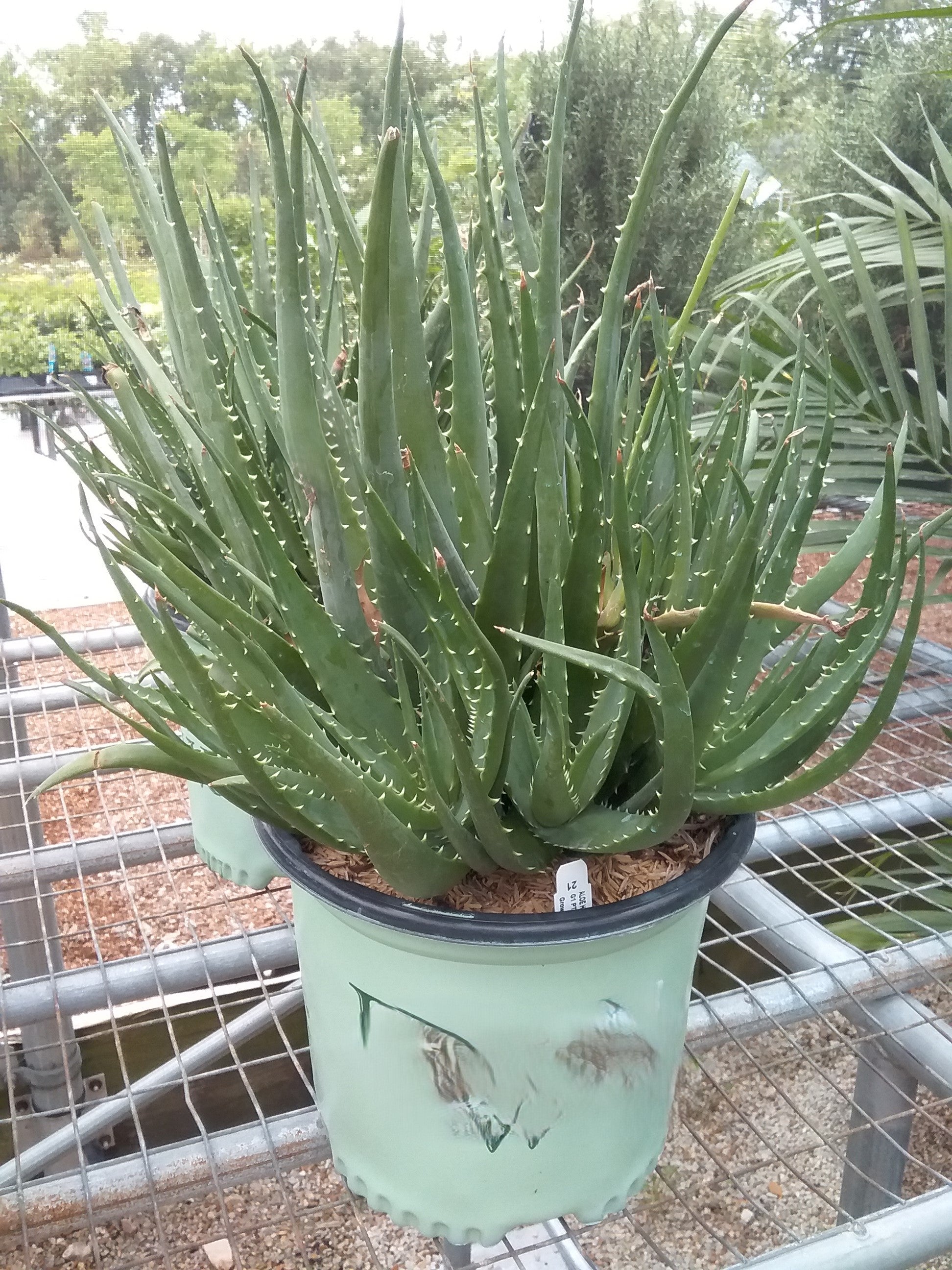Medicine Plant 'Hedgehog' (Aloe) – Passiglia Landscape, Nursery & Garden  Center