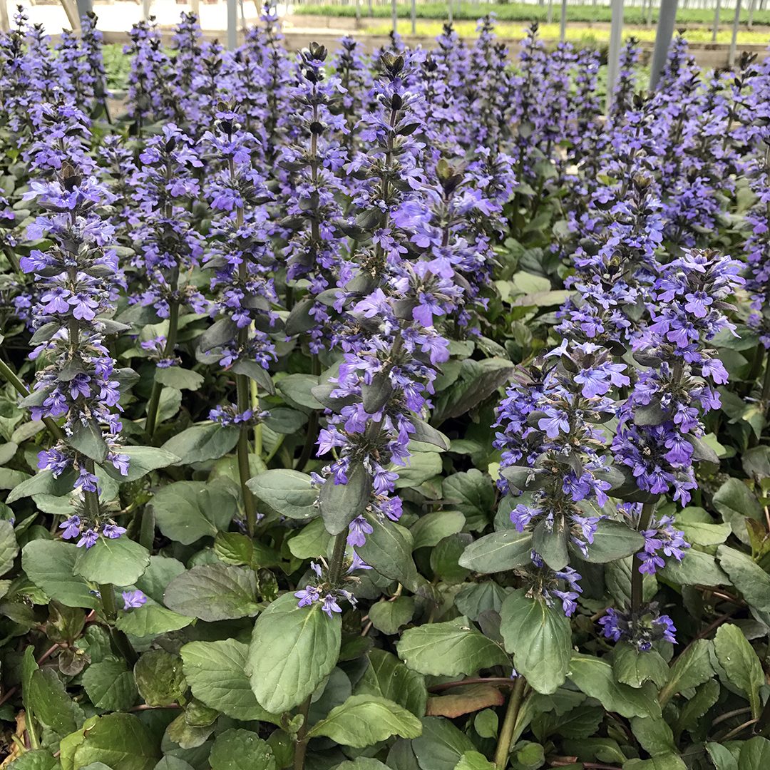 Bugle Weed, Creeping 'Caitlin's Giant' (Ajuga)