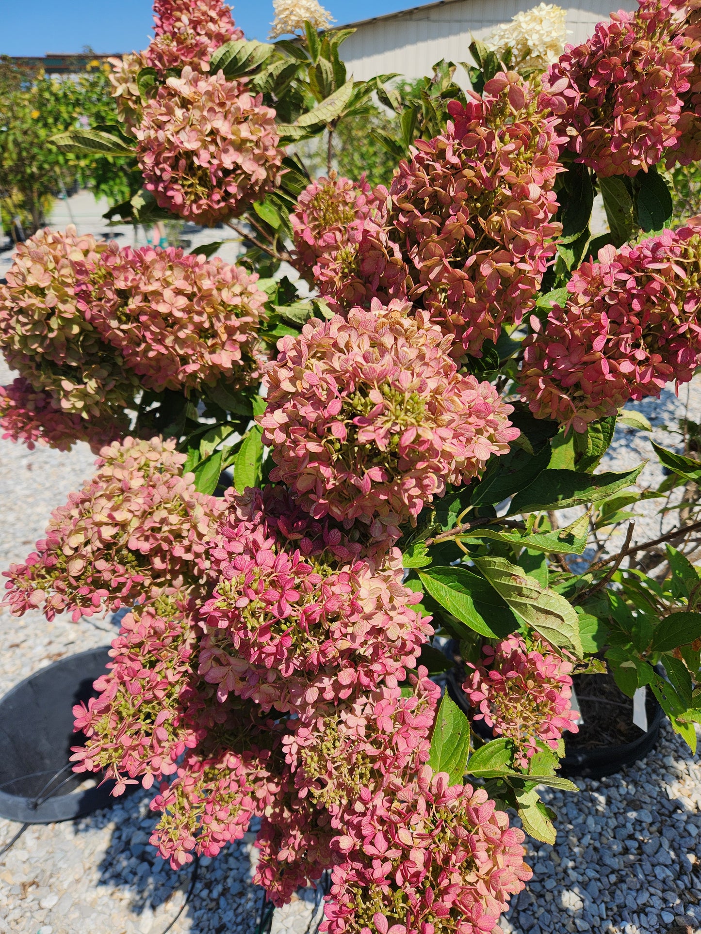 Hydrangea, Panicle 'Ruby Snow' (Hydrangea)