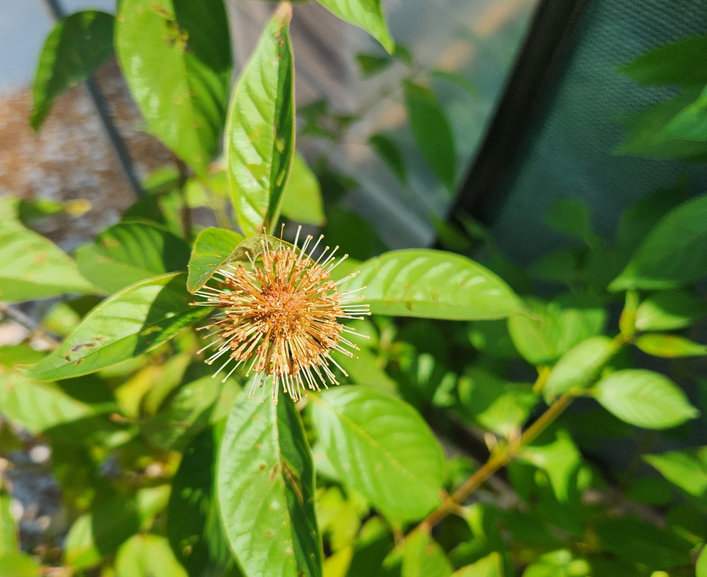 Button Bush 'Crimson Comet' (Cephalanthus)