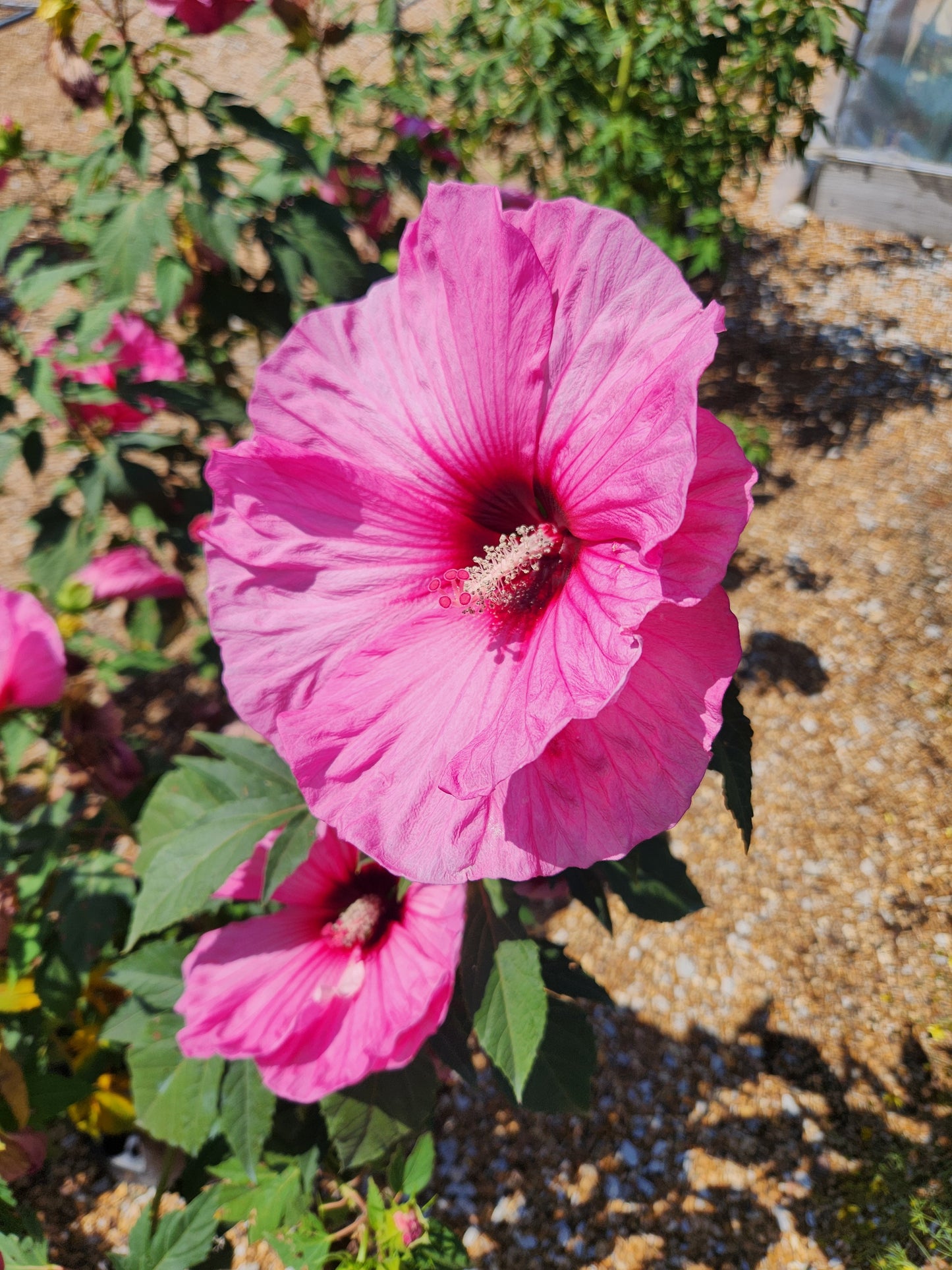 Rose Mallow, Hardy 'Summerific Candy Crush' (Hibiscus)