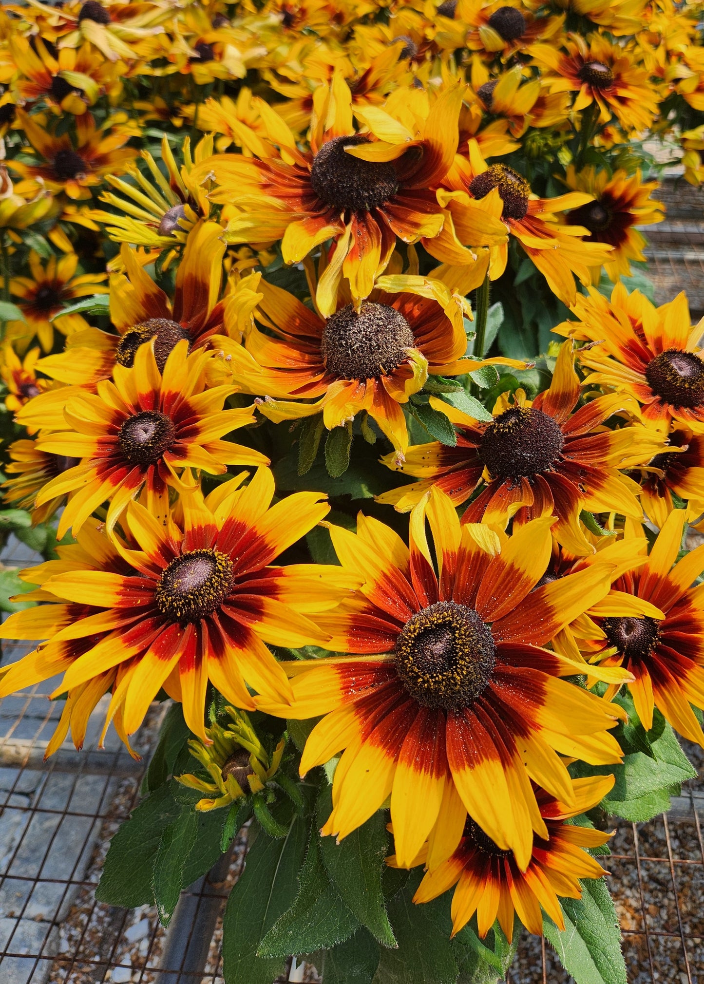 Black-eyed Susan, 'Sunbeckia' (Rudbeckia)