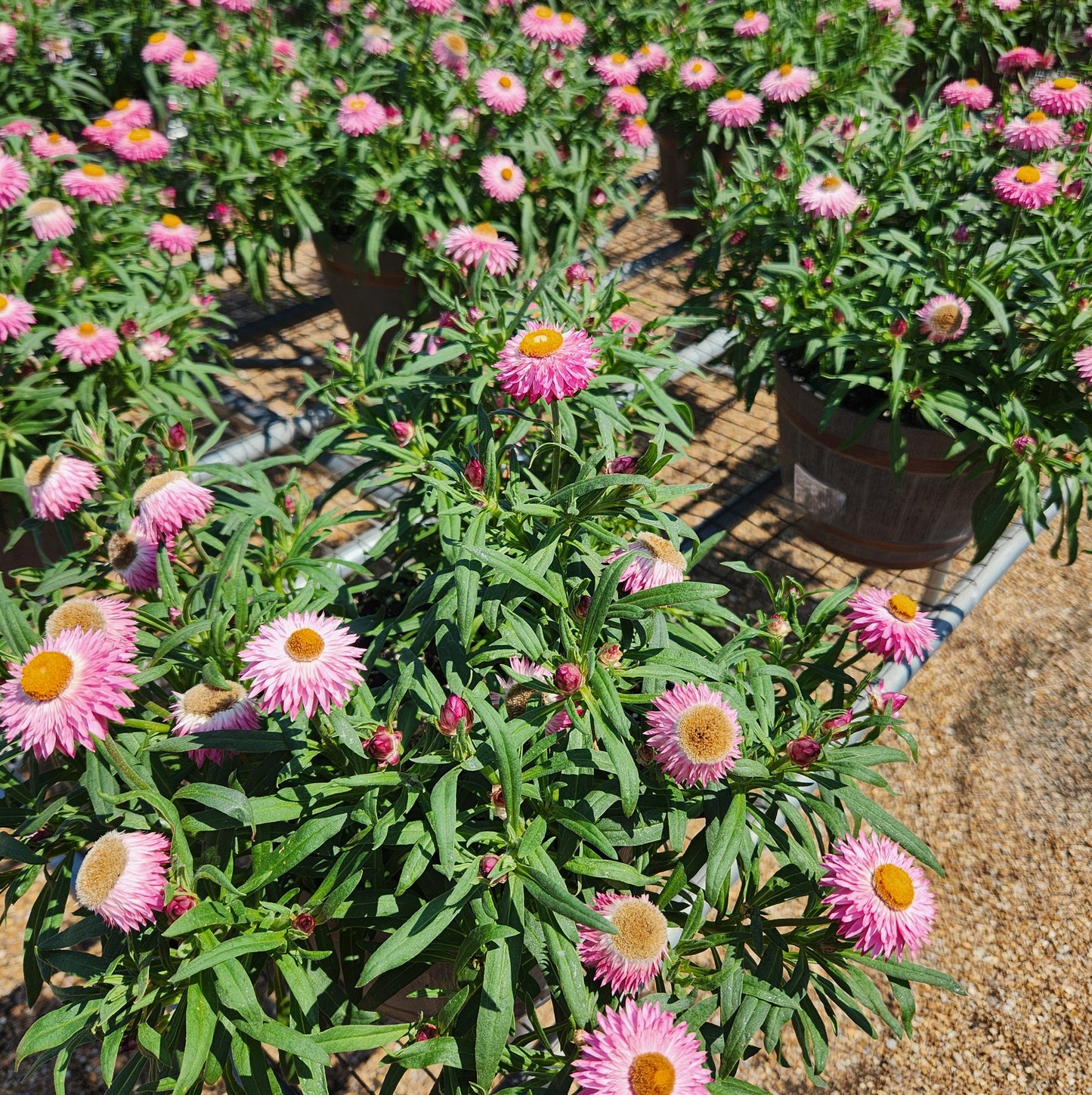 Strawflower (Bracteantha)