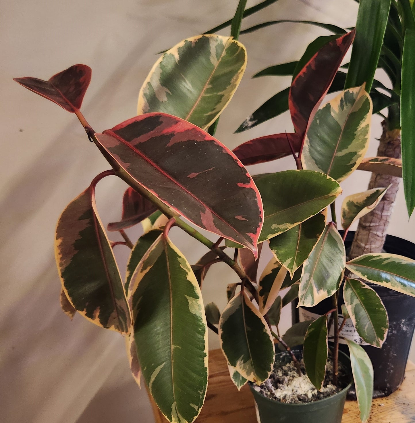 Rubber Tree, Variegated 'Ruby' (Ficus)