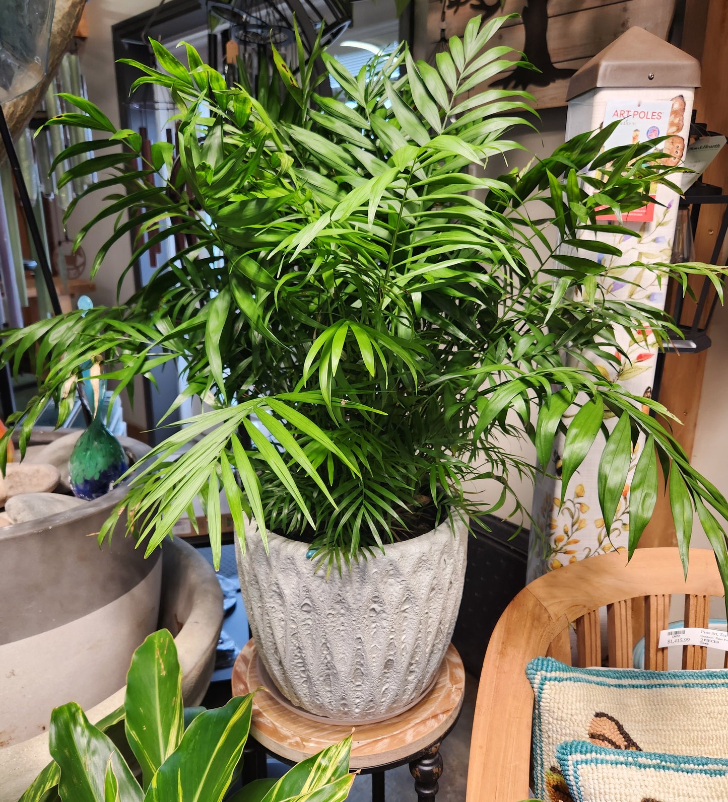 Palm, Parlour / Neanthe (Chamaedorea)
