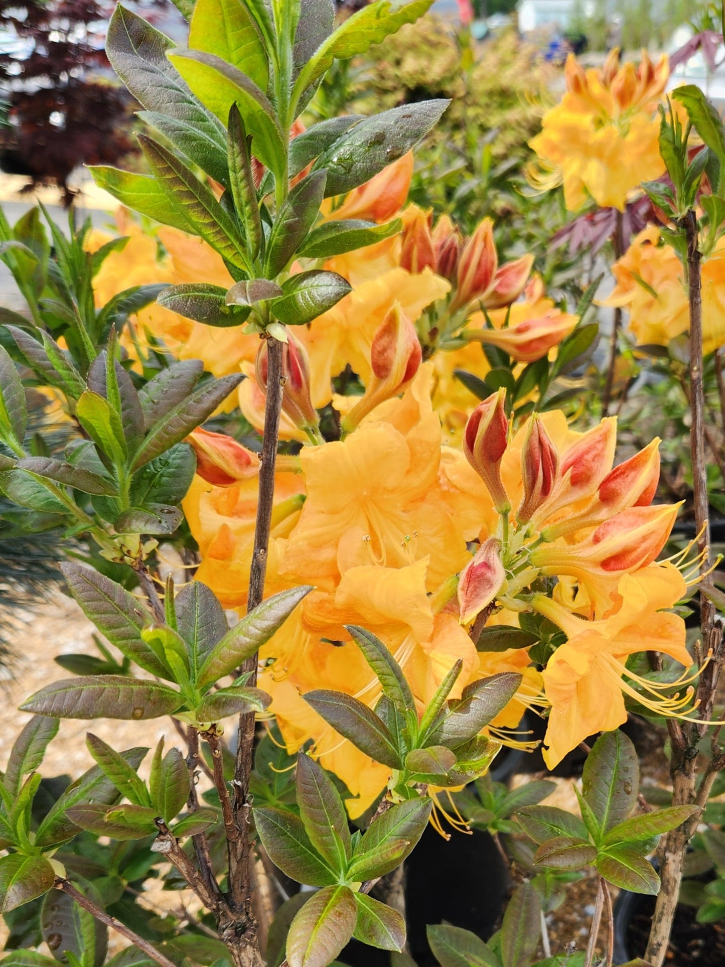 Azalea, Deciduous Exbury 'Klondyke' (Rhododendron)