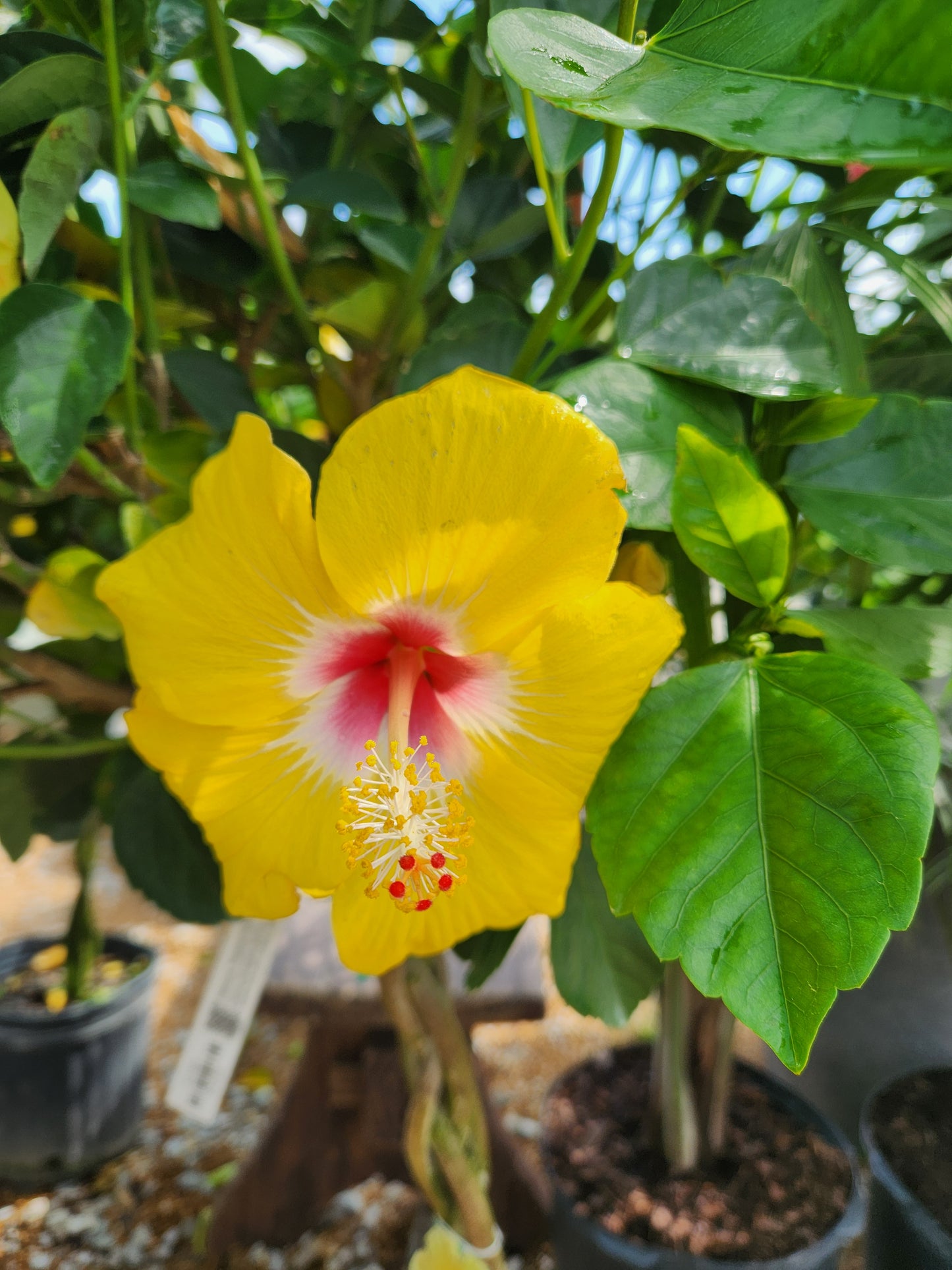 Hibiscus, Hawaiian / China Rose "Varieties" (Hibiscus) Patio Tree