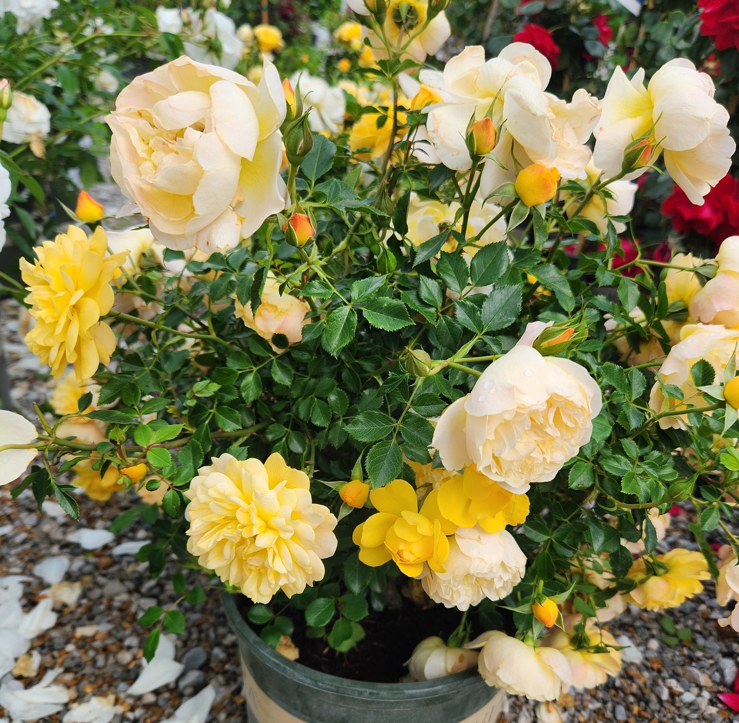 Rose, Miniature 'Itsy Bitsy Peach' (Rosa)