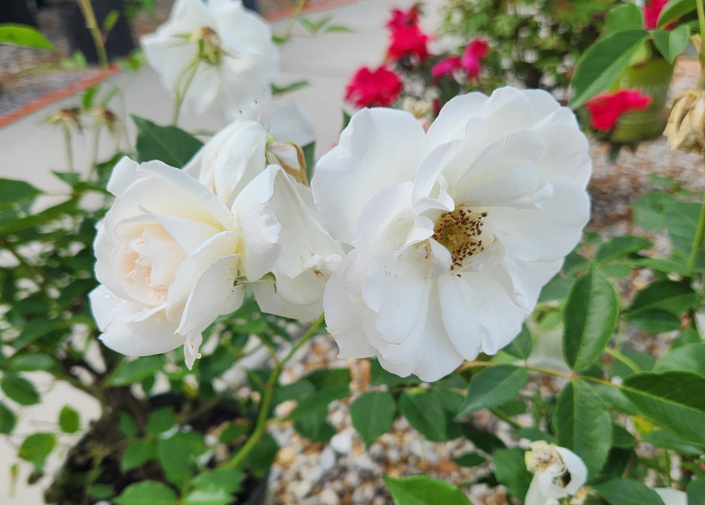 Rose, Shrub 'Iceberg' (Rosa)
