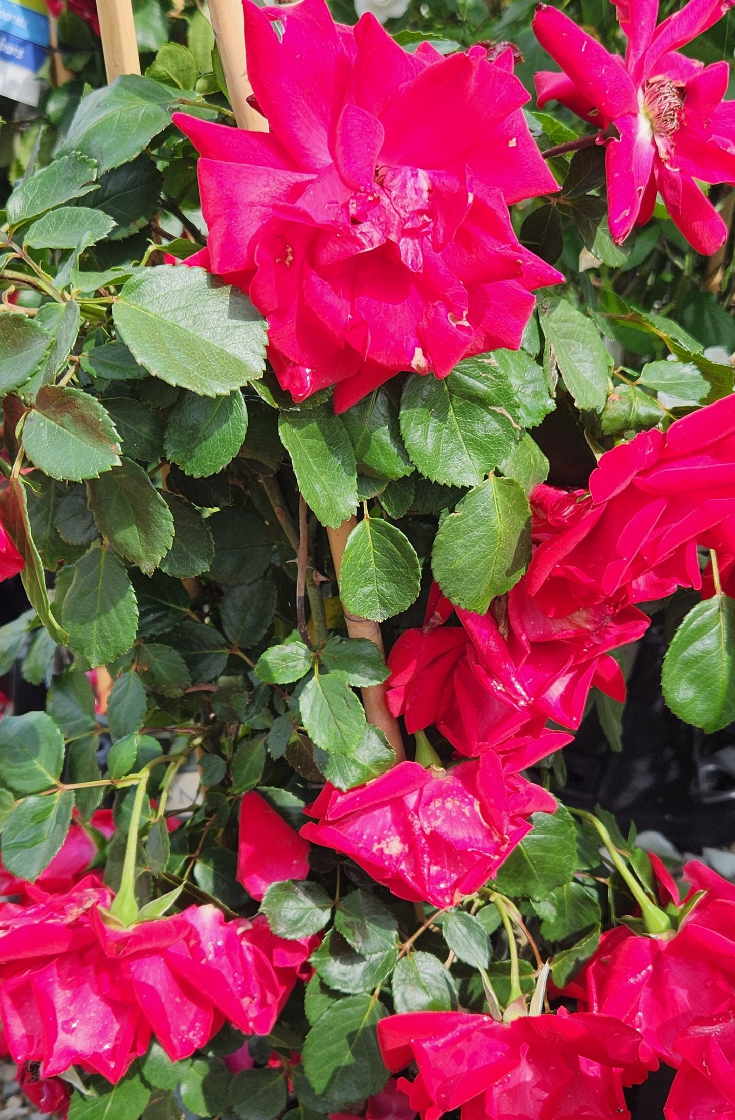 Rose, Climbing 'Crimson Sky' (Rosa)