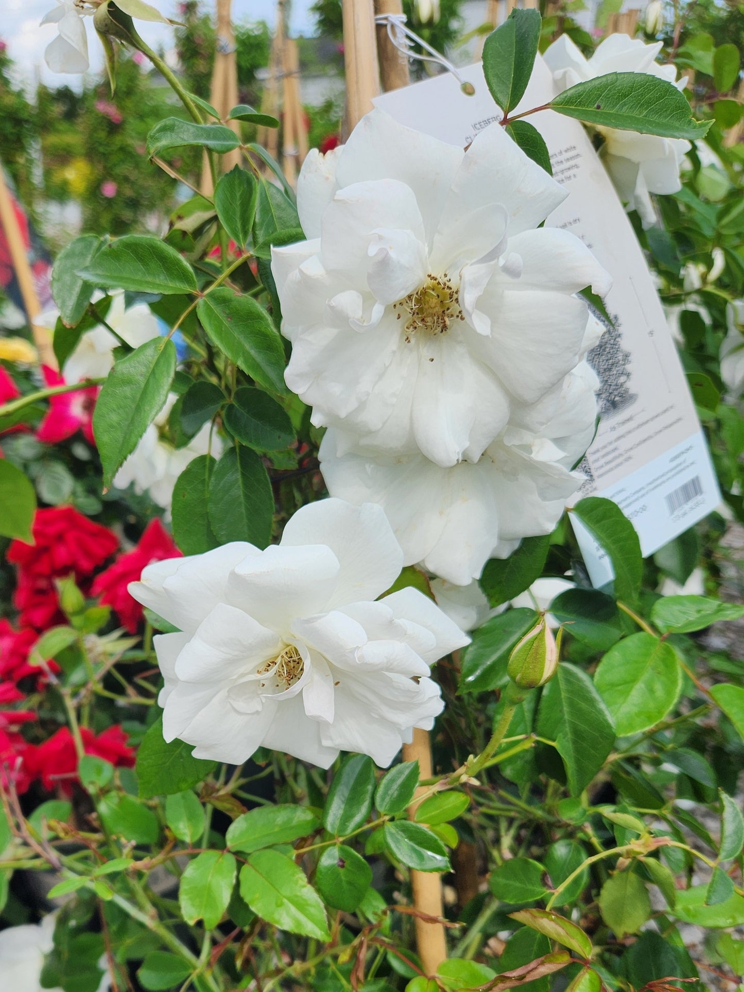 Rose, Climbing 'Iceberg' (Rosa)