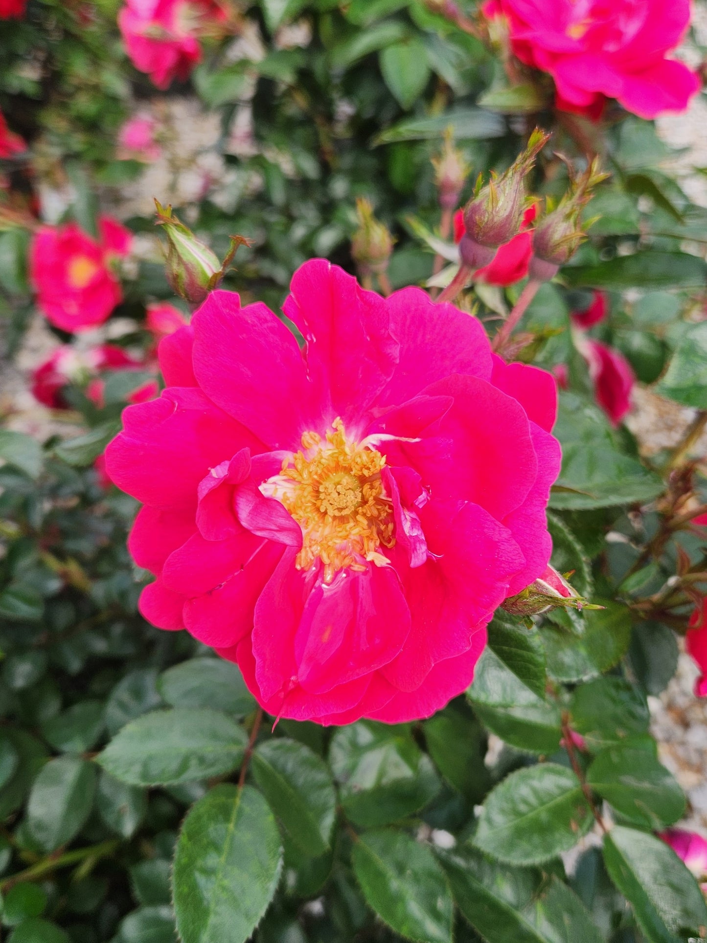 Rose, Shrub 'Grace N' Grit Pink' (Rosa)
