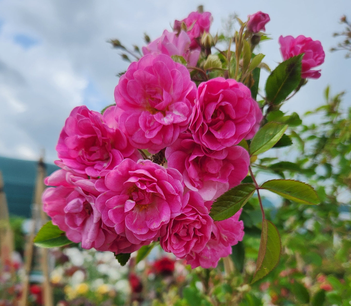 Rose, Climbing 'Peggy Martin' (Rosa)