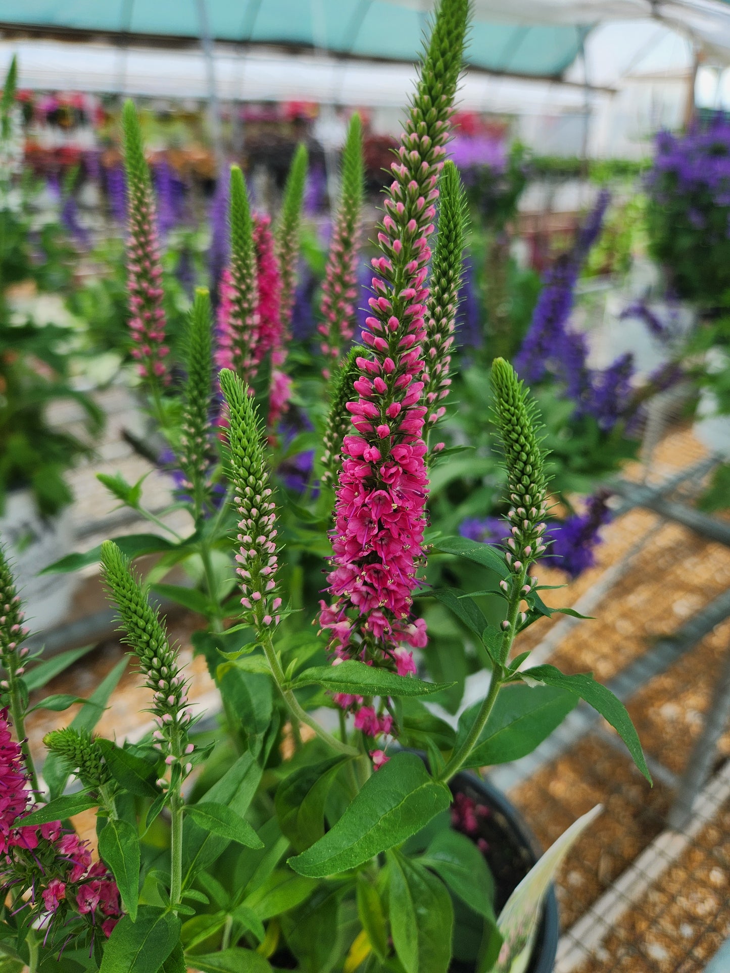 Speedwell, Spiked 'Vernique Raspberry' (Veronica)