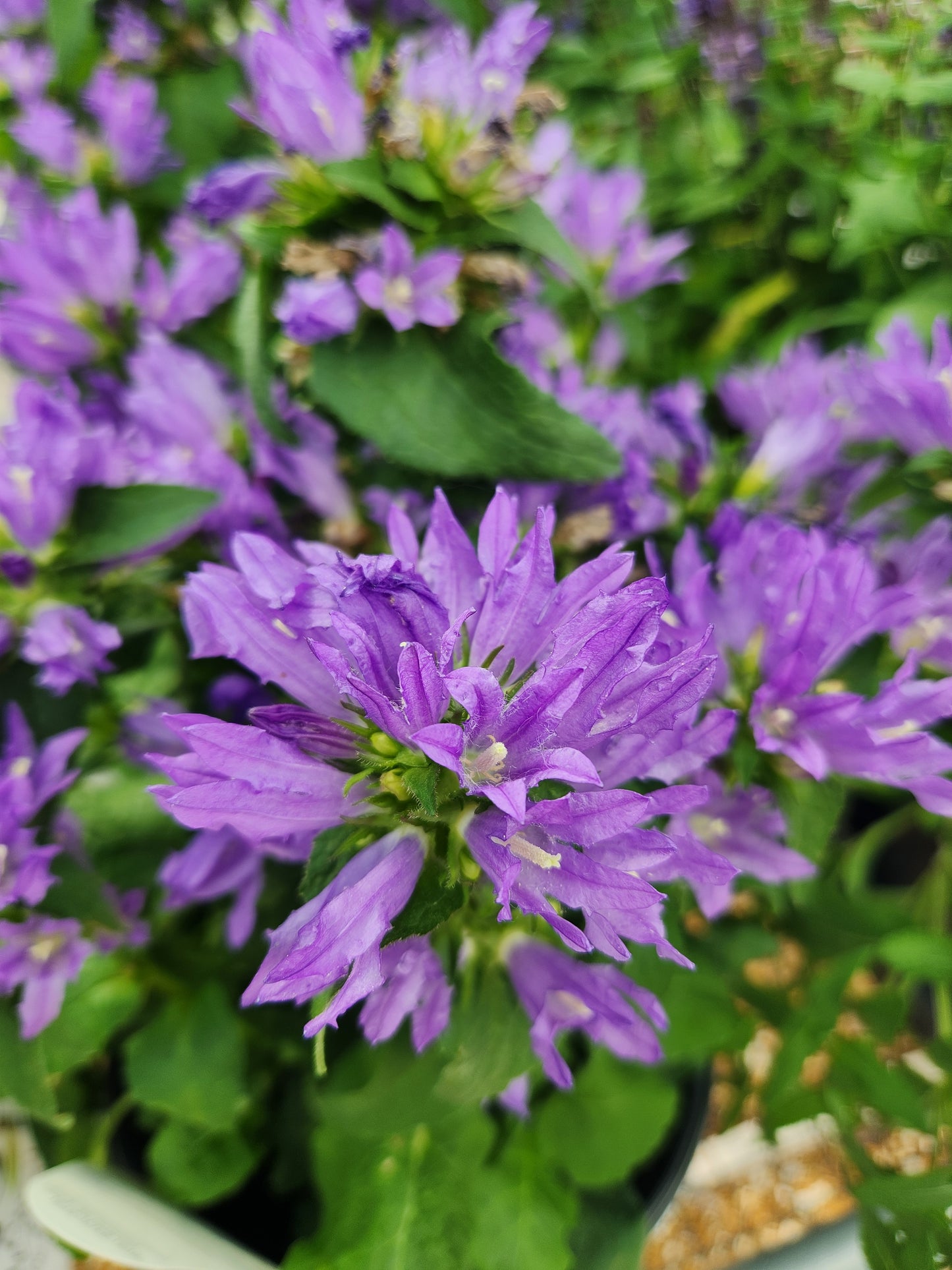 Bellflower, Clustered 'Bells and Whistles' (Campanula)