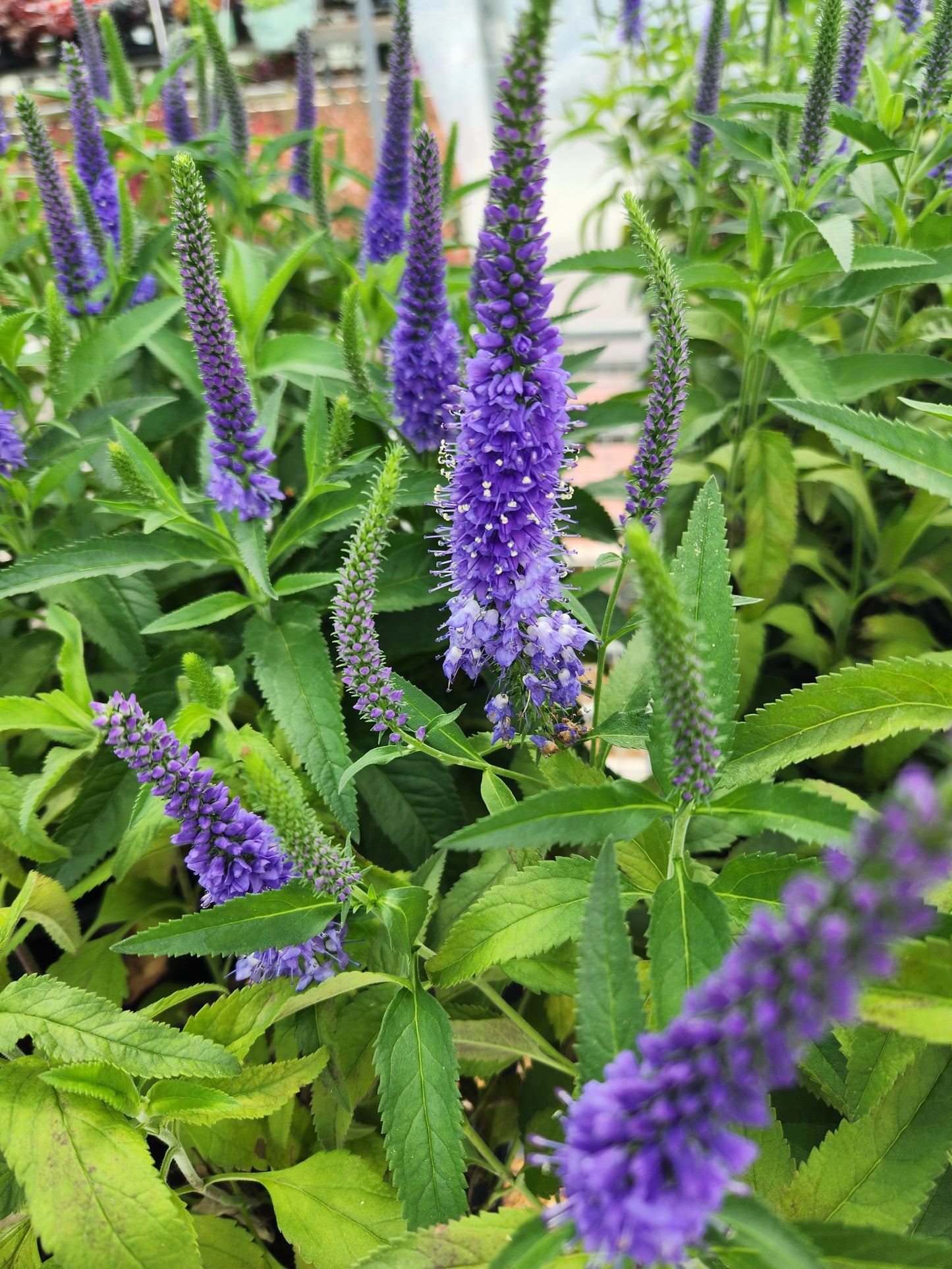 Speedwell, Spiked 'Vernique Shining Sea' (Veronica)