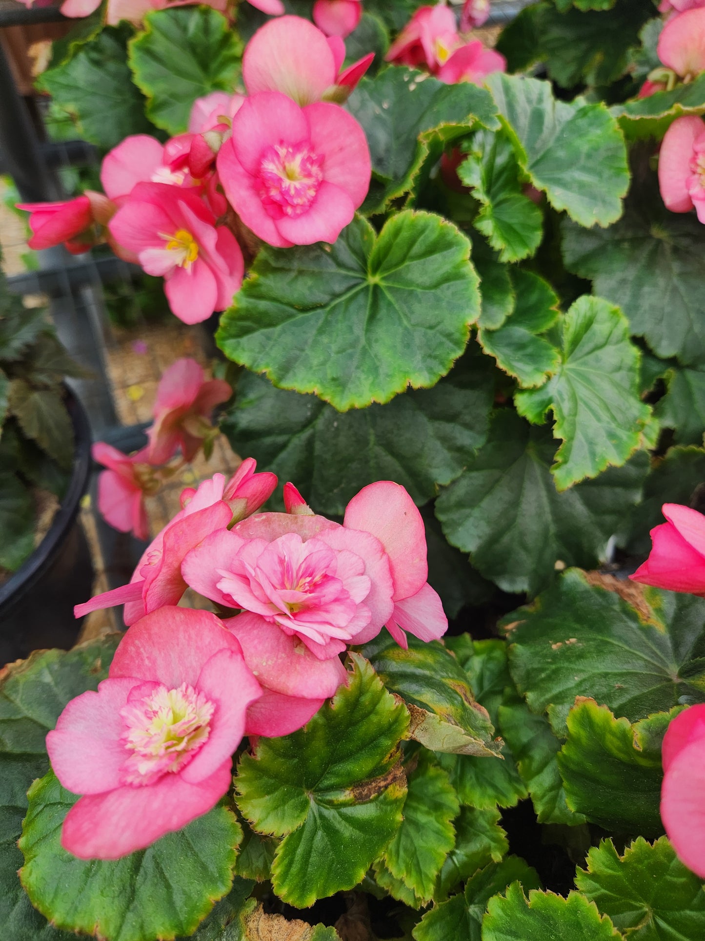 Begonia, Rieger / Hiemalis 'Dreams Garden Macarazz' (Begonia)