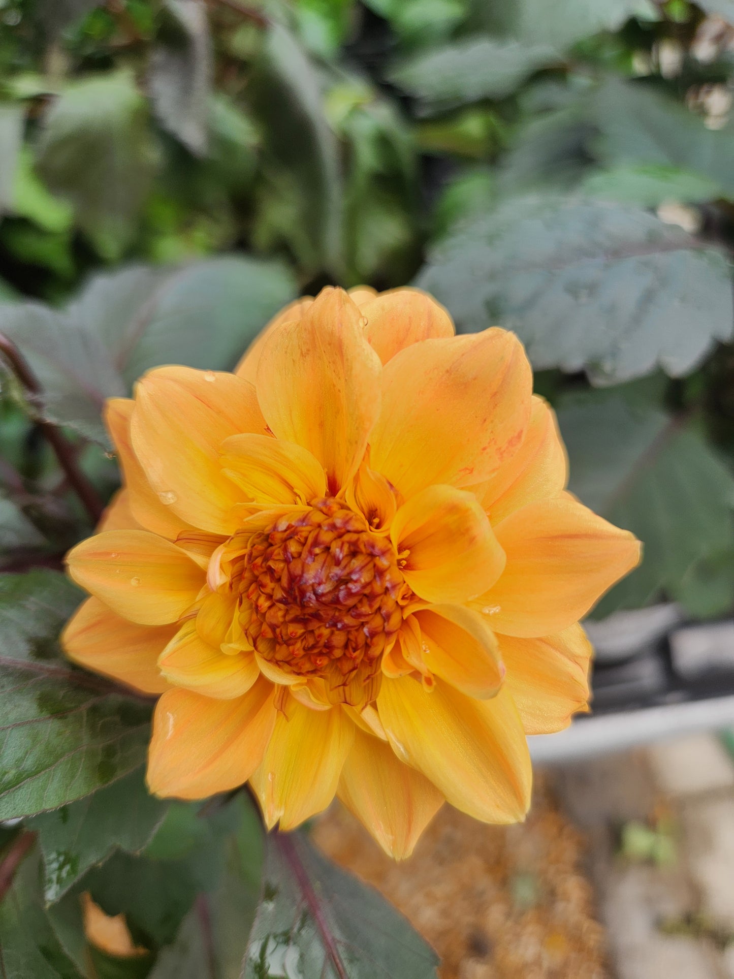 Dahlia, Garden Varieties (Dahlia)