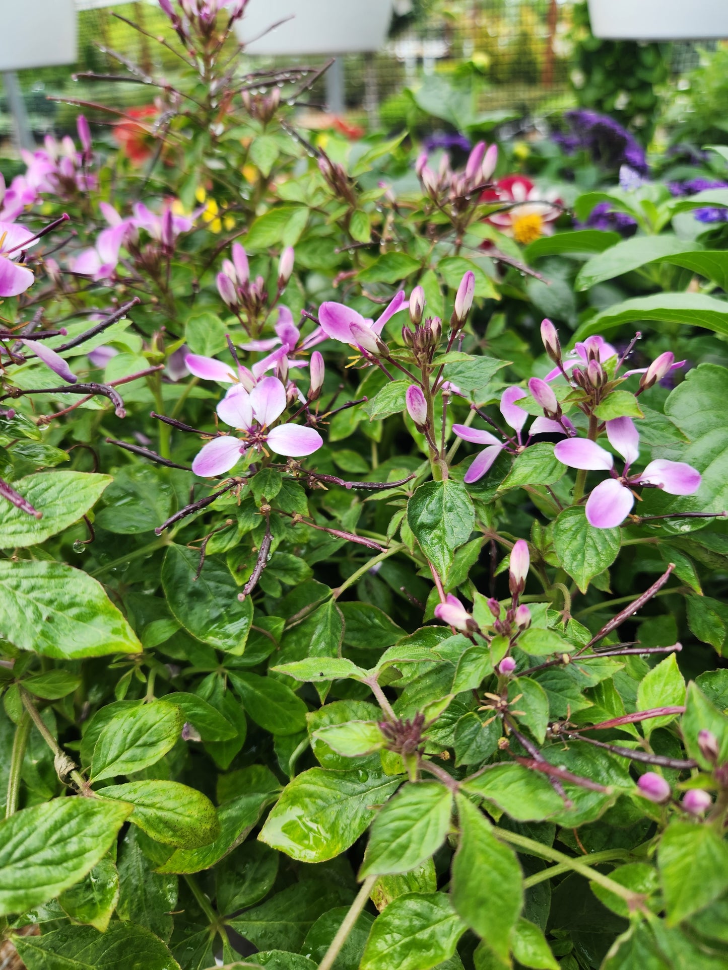 Spider Flower (Cleome)
