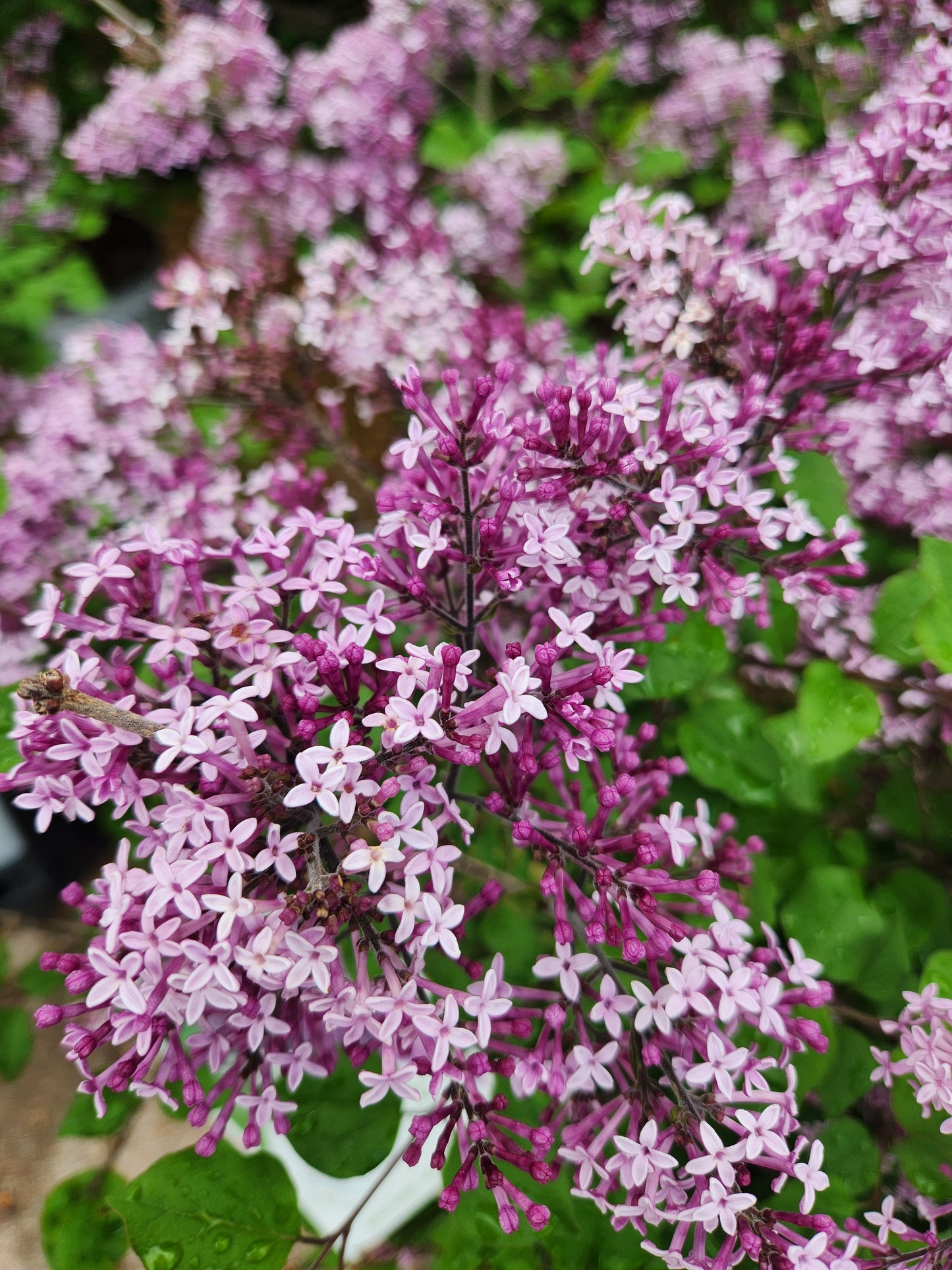 Lilac, Littleleaf Reblooming 'Bloomerang Dark Purple' (Syringa)