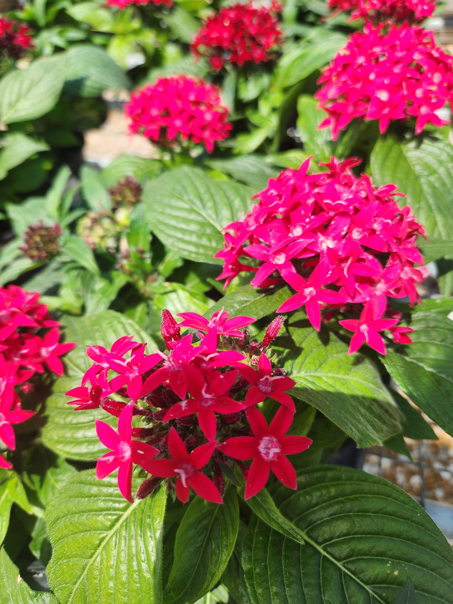 Star Flower (Pentas)