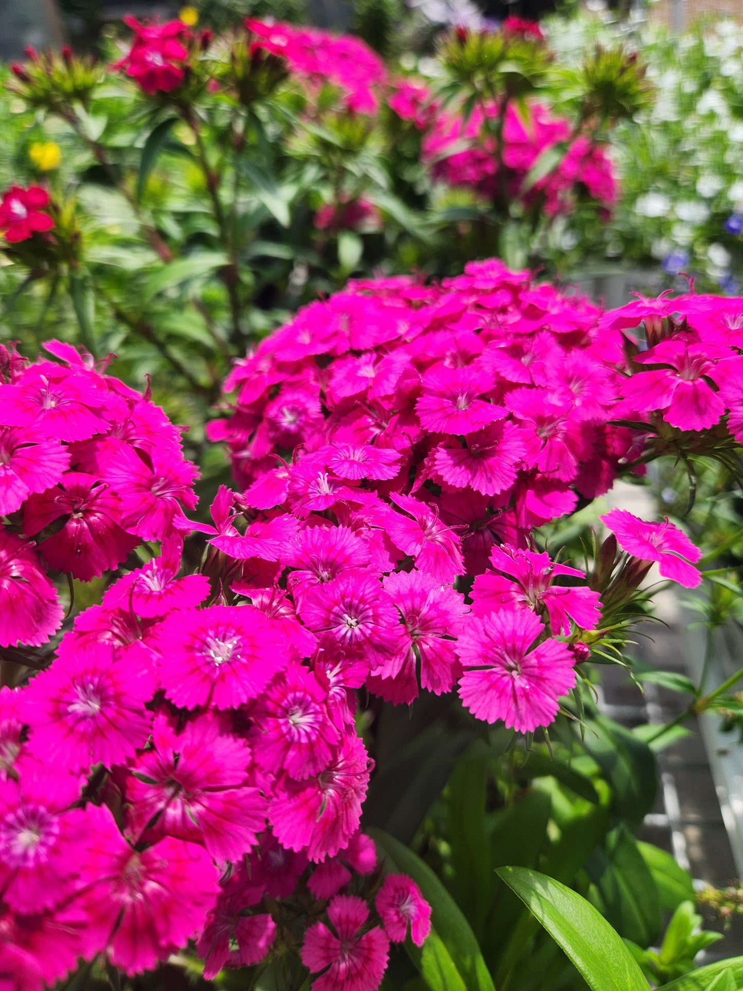 Pinks, Carnation Sweet William 'Jolt' Series (Dianthus)