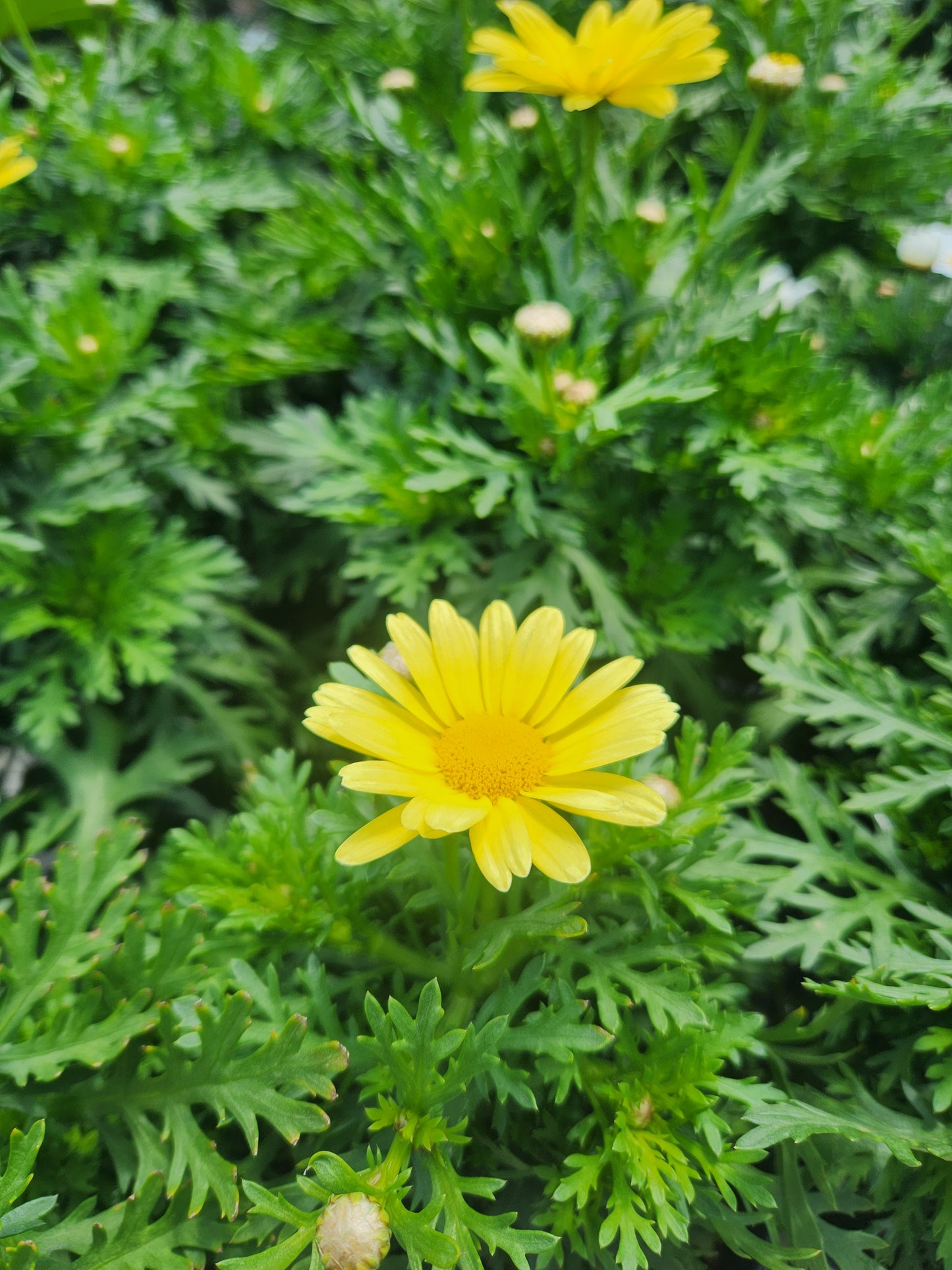 Marguerite Daisy (Argyranthemum)