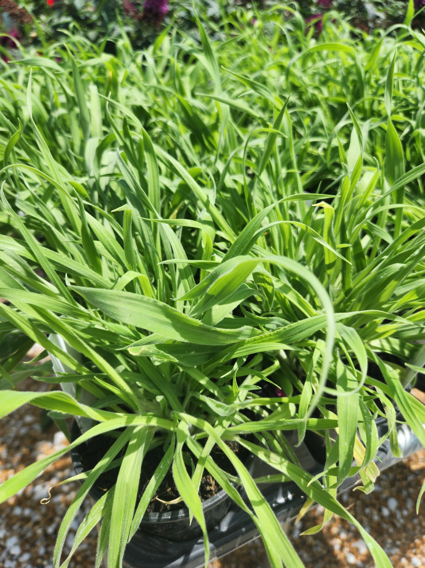 Grass, Rabbit's / Bunny's Tail (Lagurus)