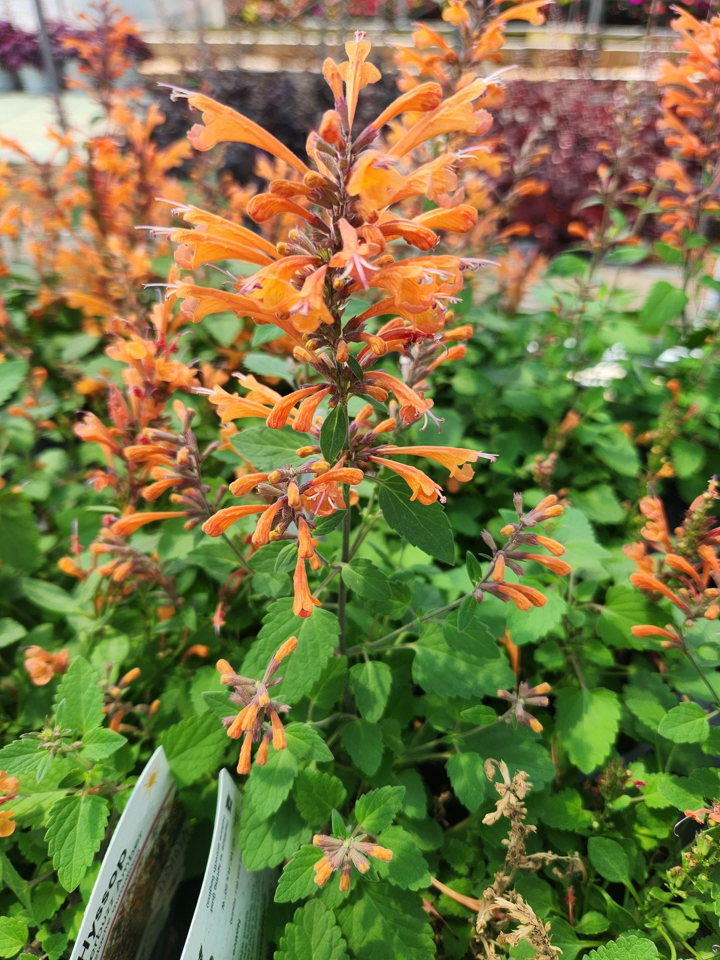 Hyssop, Mexican/ Hummingbird Mint 'Betterbuzz Amber' (Agastache)