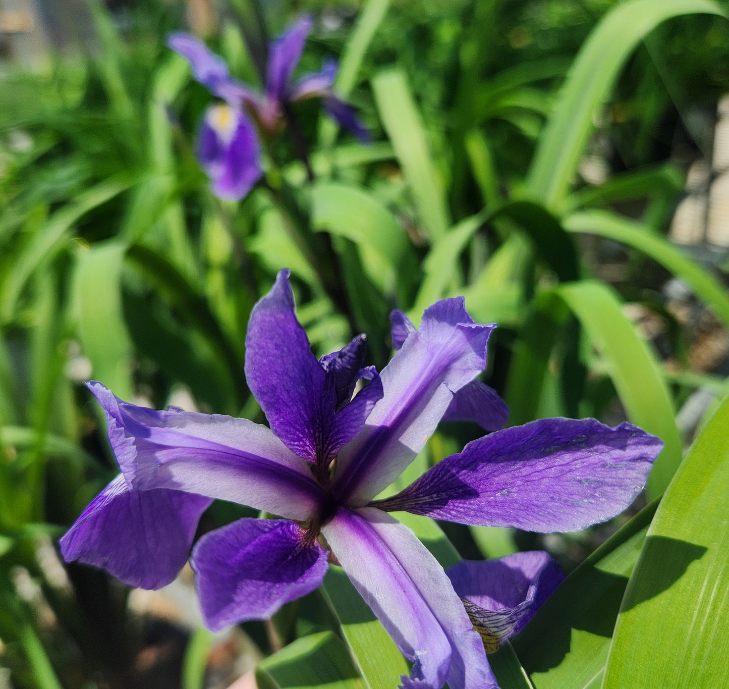 Iris, Blue Flag 'Purple Flame' (Iris)
