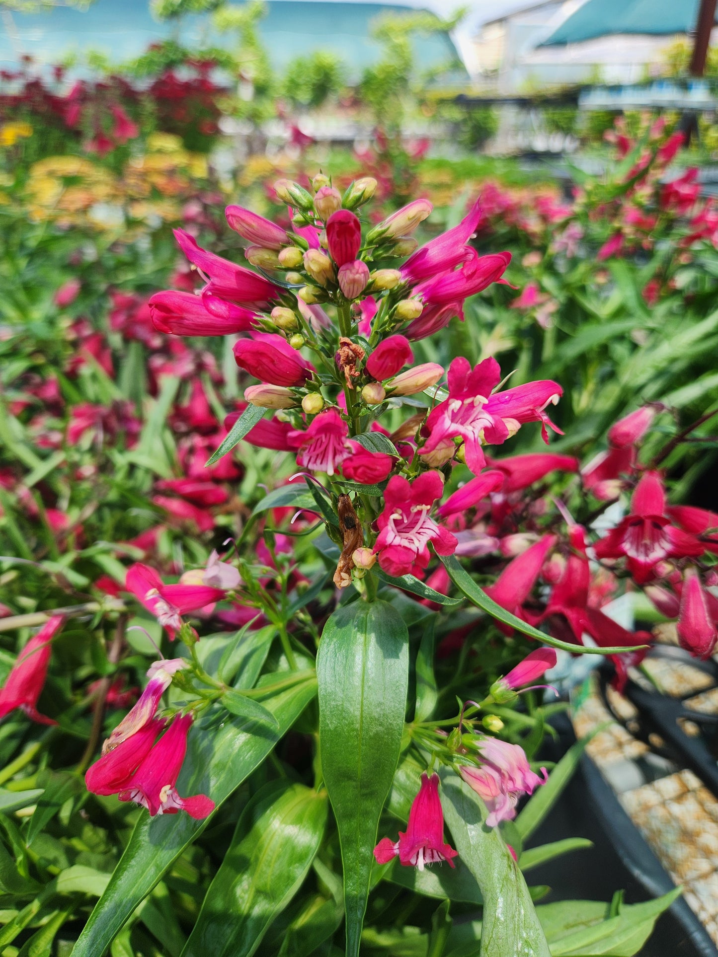 Beardtongue 'Rock Candy Ruby' (Penstemon)