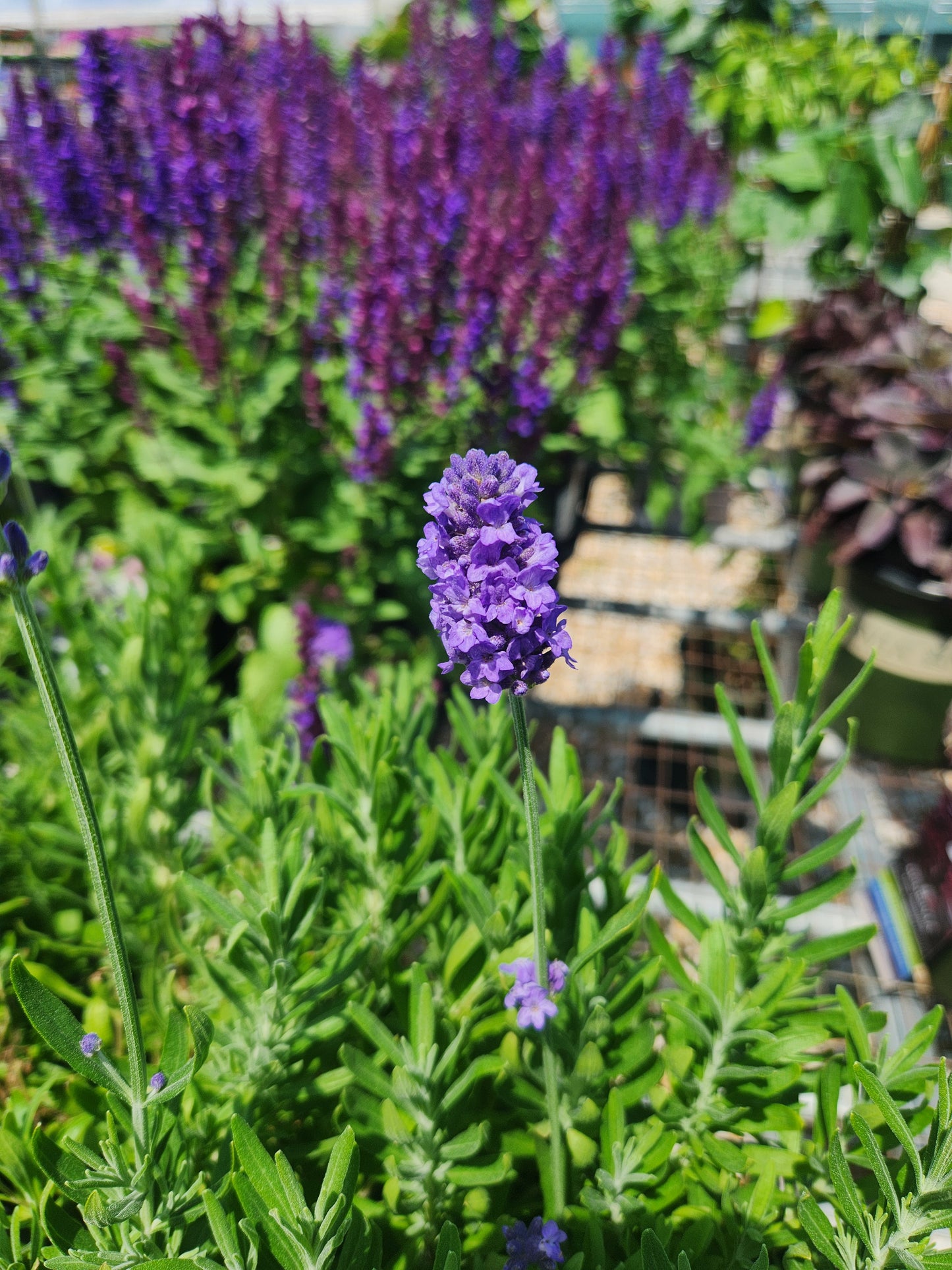 Lavender, Varieties (Lavandula)