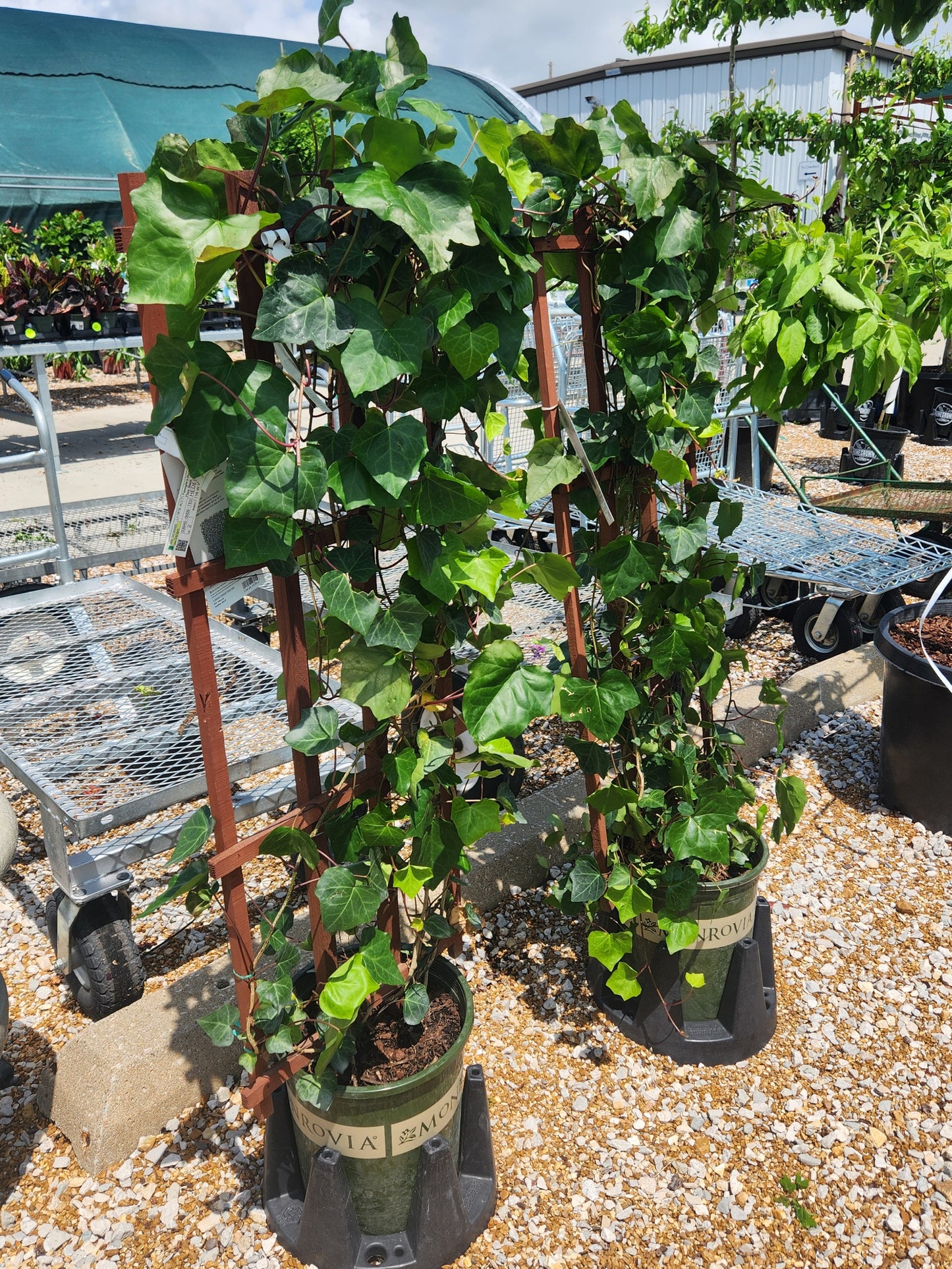 Ivy, English Varieties (Hedera)