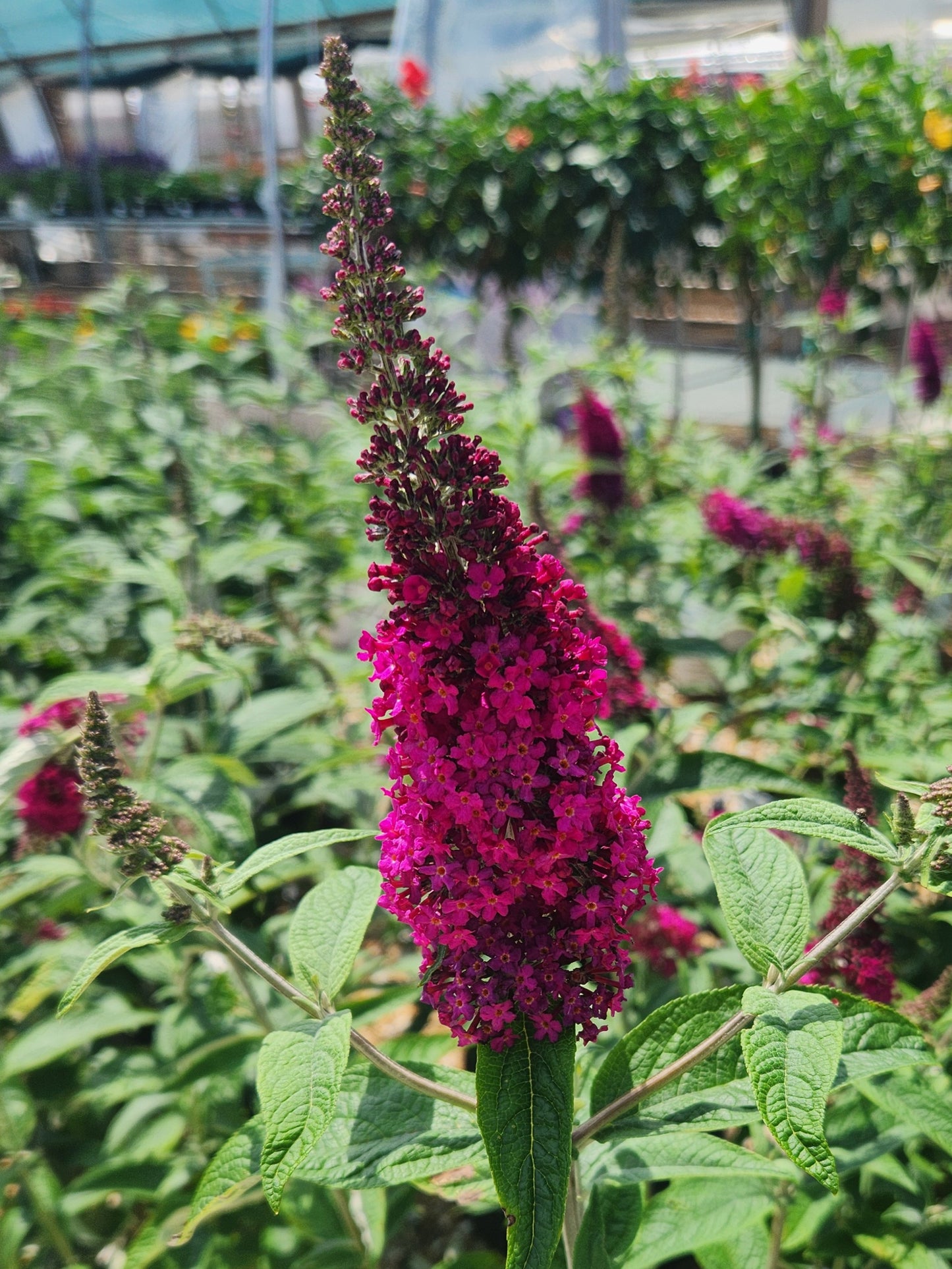 Butterfly Bush, 'Miss Molly' (Buddleia)