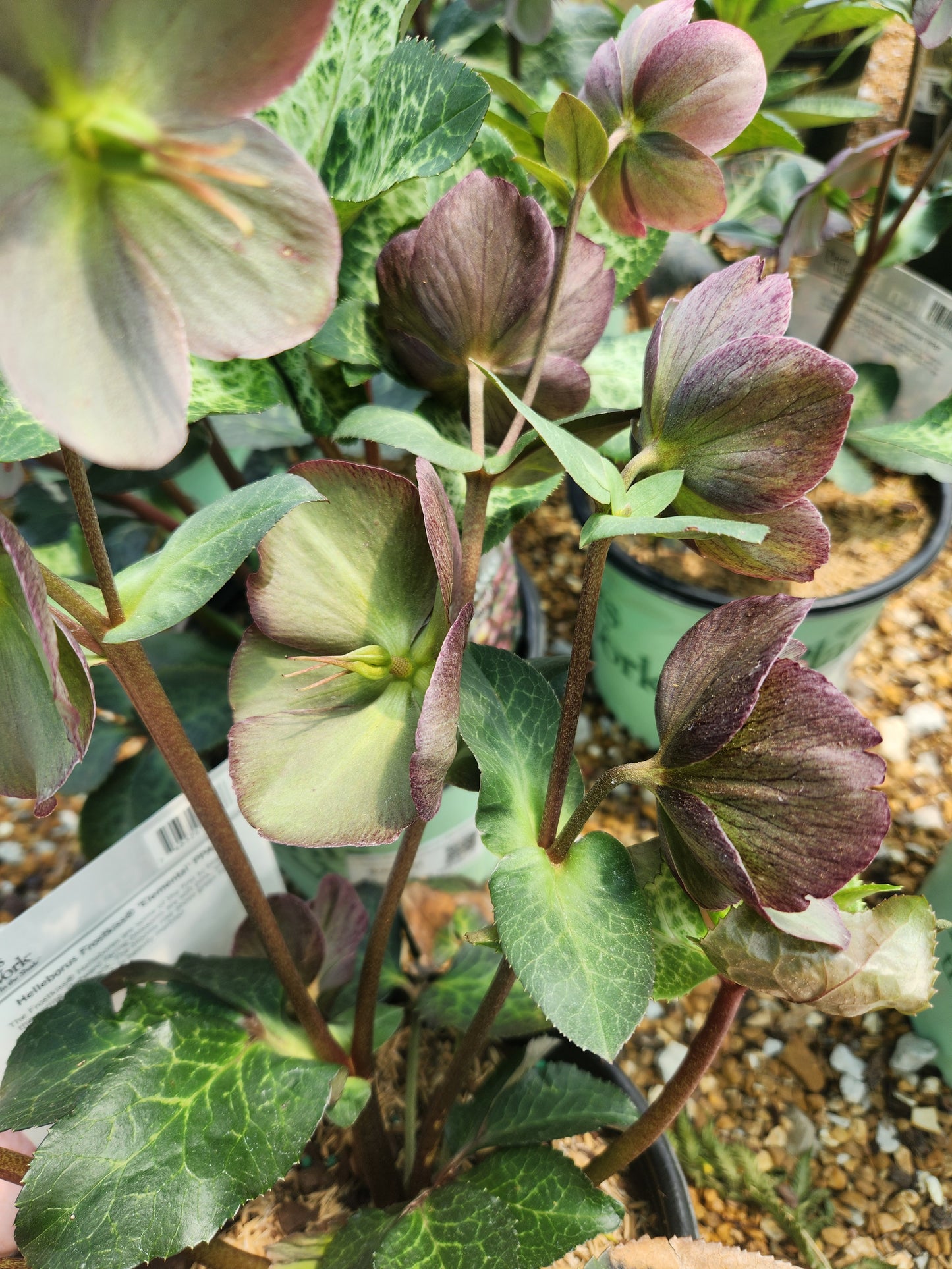 Lenten Rose 'Frostkiss Elemental' (Helleborous)